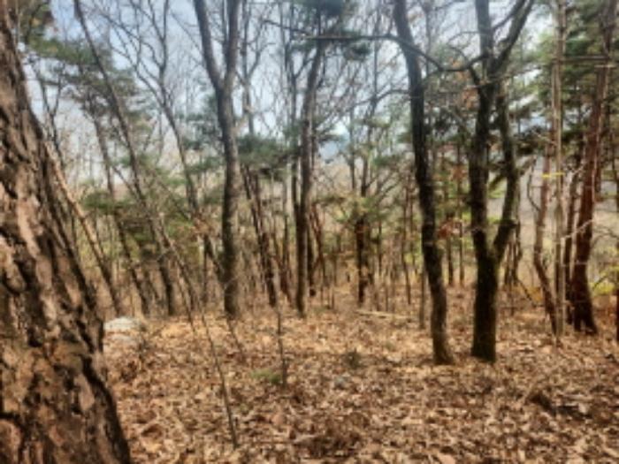 인천광역시 강화군 내가면 오상리 327-16 임야 경매 사진 7