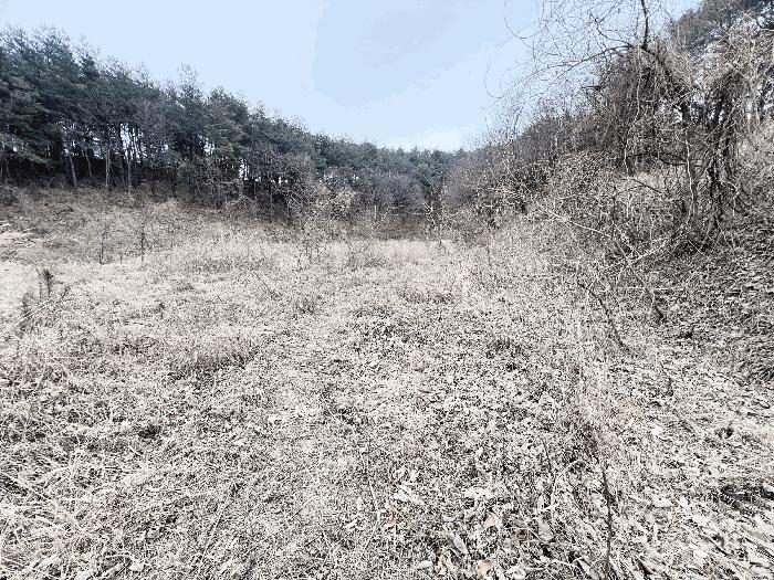 강원특별자치도 강릉시 성산면 위촌리 537 전 경매 사진 3