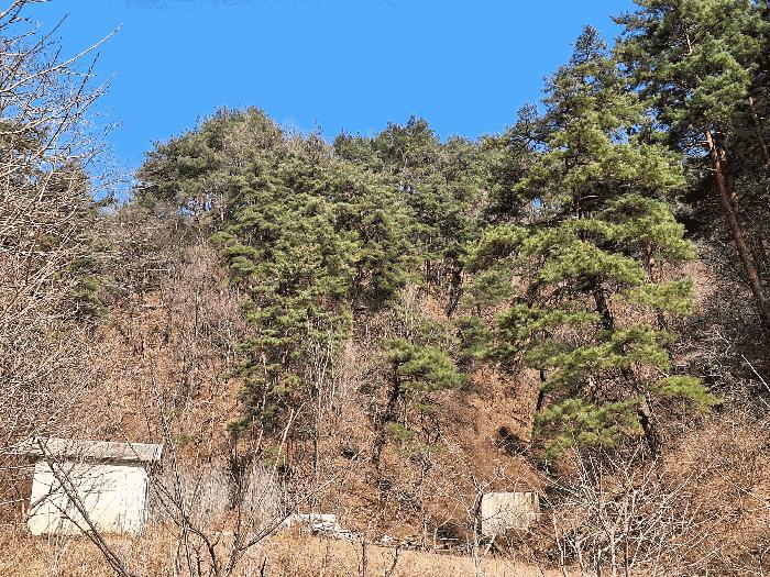 강원특별자치도 삼척시 평전동 산80 임야 경매 사진 3