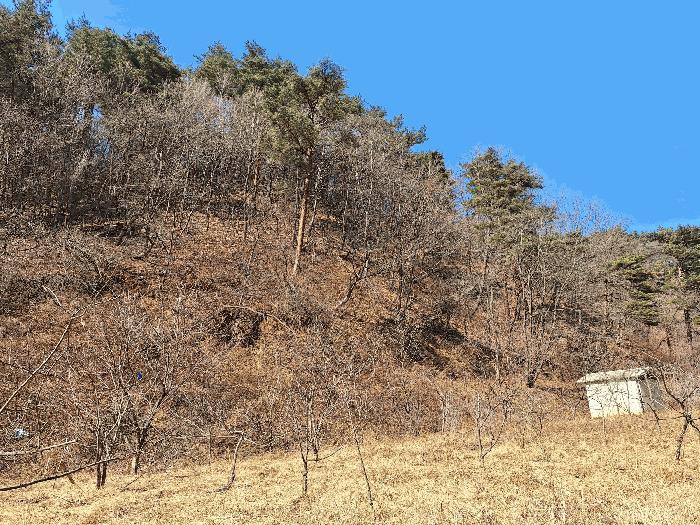 강원특별자치도 삼척시 평전동 산80 임야 경매 사진 4