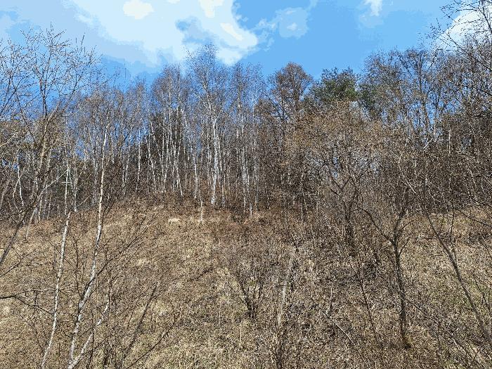 강원특별자치도 횡성군 둔내면 현천리 16 임야 경매 사진 12