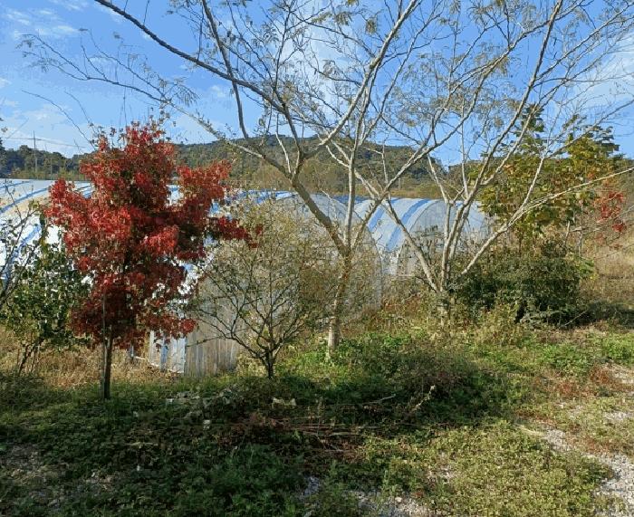 전북특별자치도 고창군 아산면 대동리 569 주택 경매 사진 2