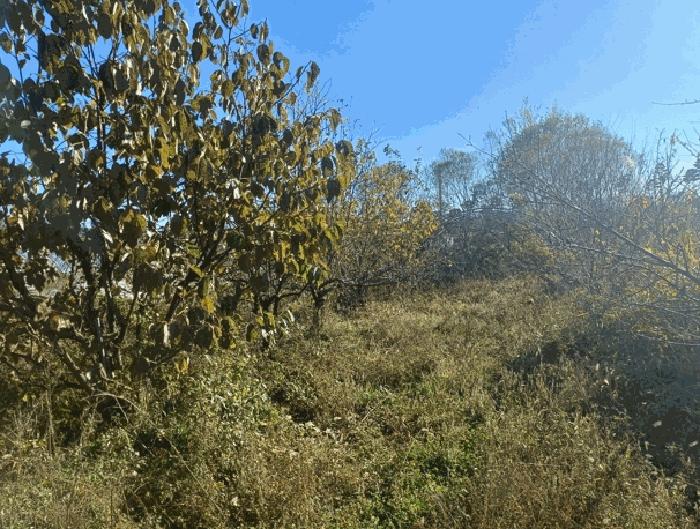 전북특별자치도 고창군 아산면 대동리 569 주택 경매 사진 6