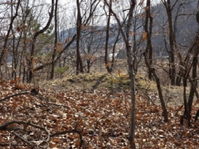 경상북도 안동시 와룡면 이상리 산99-2 임야 경매 사진 12