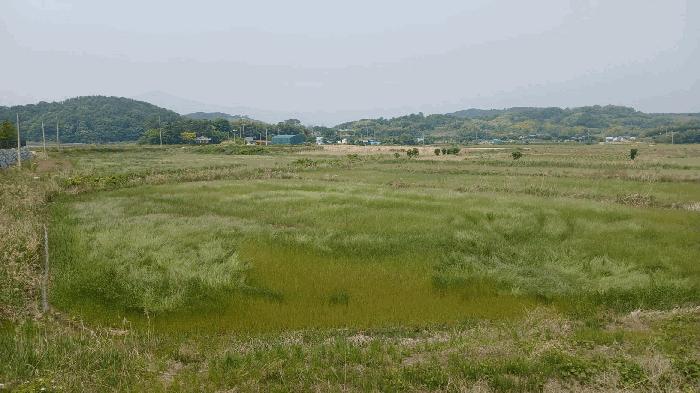 경상남도 사천시 서포면 다평리 1437-2 답 경매 사진 4