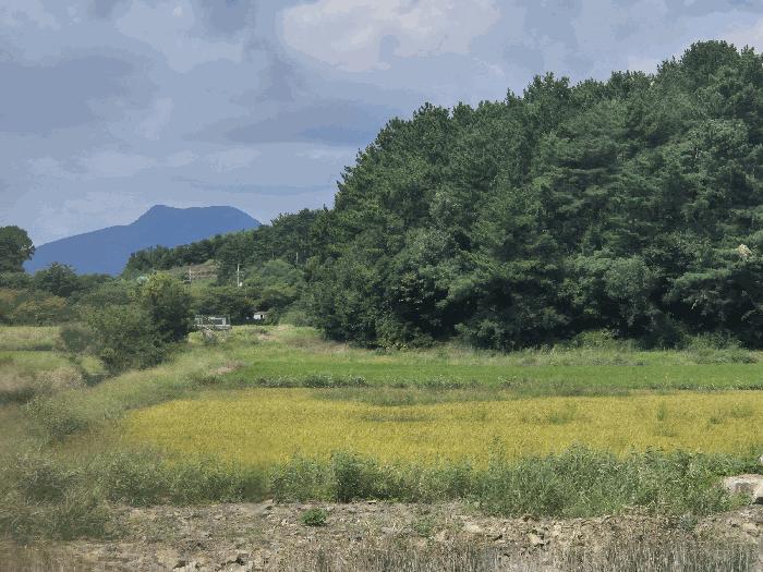 경상남도 사천시 서포면 비토리 119-43 답 경매 사진 4
