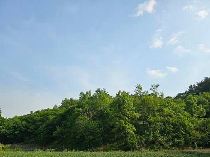 경상남도 진주시 사봉면 사곡리 산54 임야 경매 사진 5