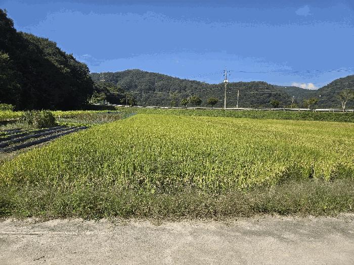 전북특별자치도 임실군 신평면 원천리 248-1 대지 경매 사진 5