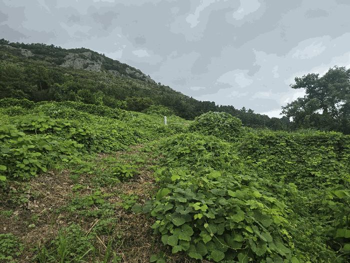 전라남도 고흥군 금산면 석정리 산115-4 임야 경매 사진 3