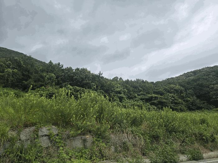 전라남도 고흥군 금산면 석정리 1735 임야 경매 사진 11