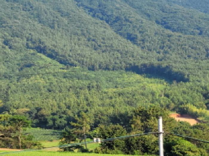 전라남도 고흥군 금산면 석정리 1735 임야 경매 사진 13
