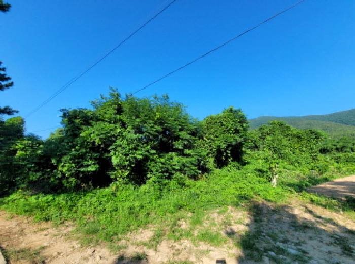 전라남도 고흥군 금산면 석정리 1735 임야 경매 사진 19