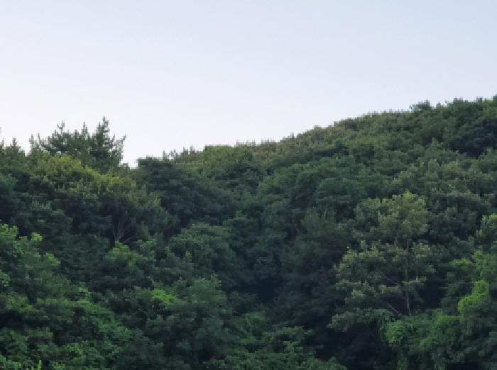 전라남도 고흥군 금산면 석정리 1735 임야 경매 사진 33