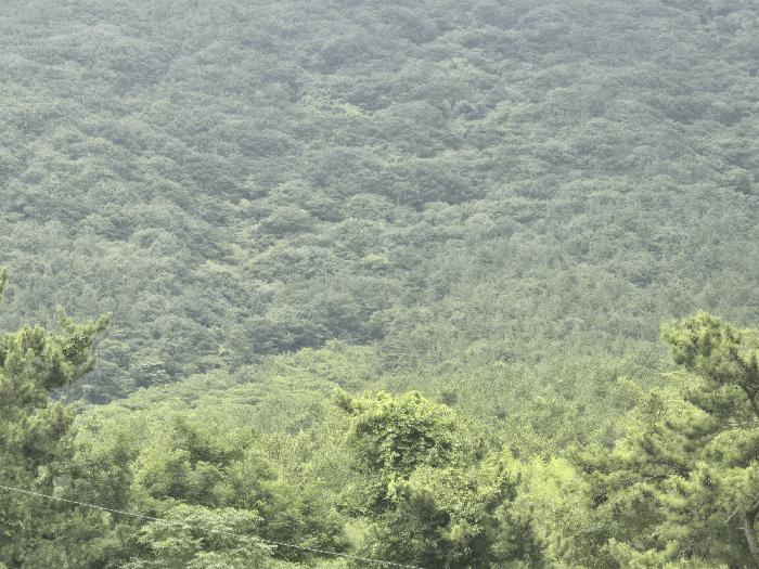 전라남도 고흥군 금산면 석정리 1743 임야 경매 사진 6