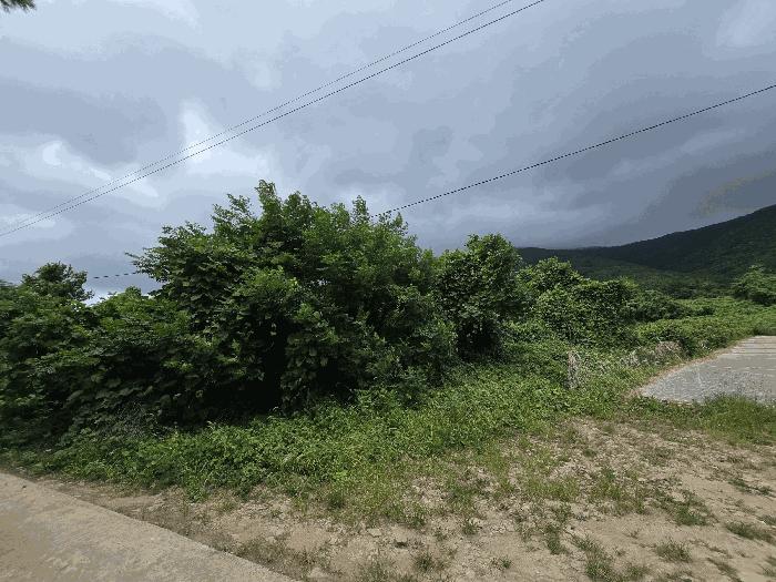 전라남도 고흥군 금산면 석정리 1743 임야 경매 사진 8