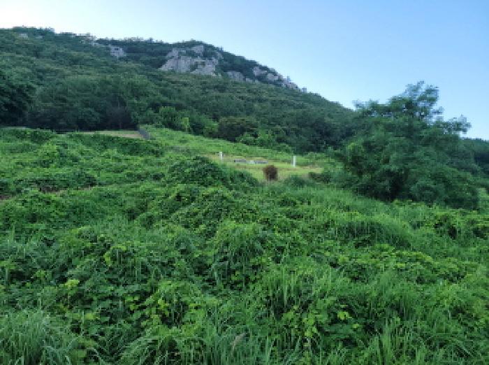 전라남도 고흥군 금산면 석정리 1745 임야 경매 사진 20