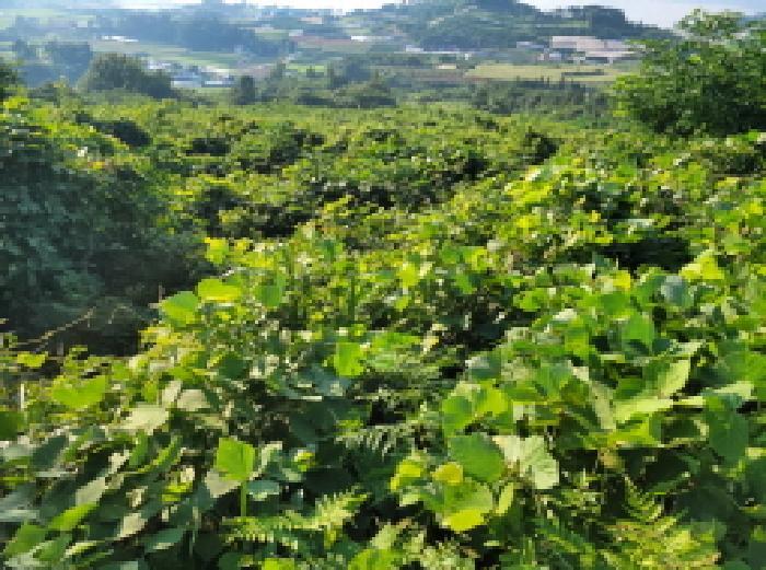 전라남도 고흥군 금산면 오천리 593-2 답 경매 사진 14