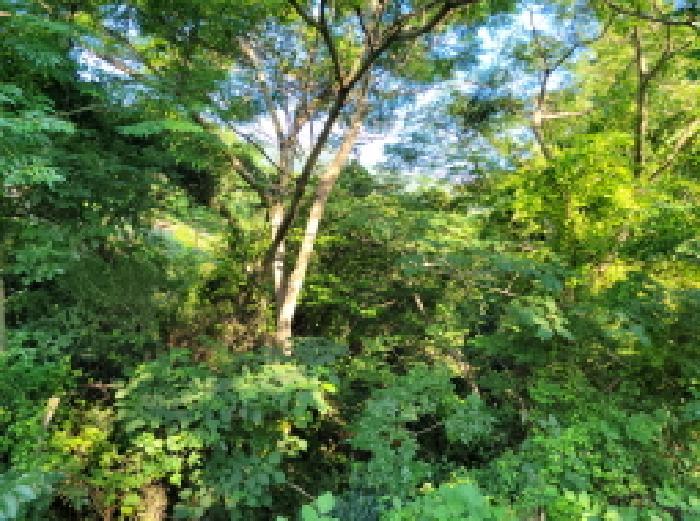 전라남도 고흥군 금산면 오천리 593-2 답 경매 사진 16
