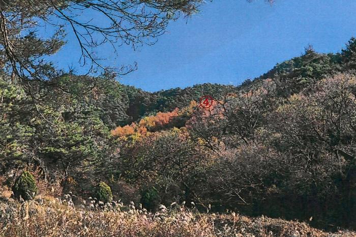 경상북도 성주군 용암면 용정리 산50 임야 경매 사진 4