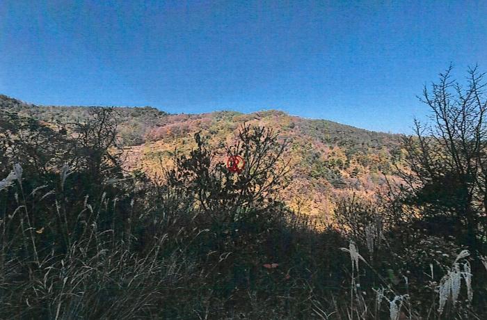 경상북도 성주군 용암면 용정리 산50 임야 경매 사진 5