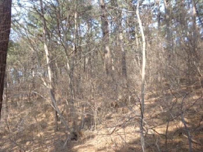 충청남도 서산시 팔봉면 고파도리 산3 임야 경매 사진 4