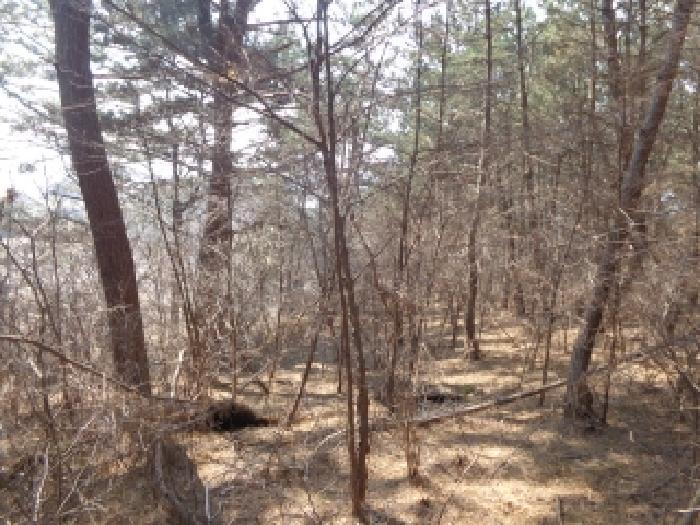 충청남도 서산시 팔봉면 고파도리 산3 임야 경매 사진 5