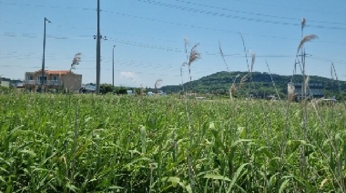 제주특별자치도 서귀포시 성산읍 시흥리 980-57 임야 경매 사진 9