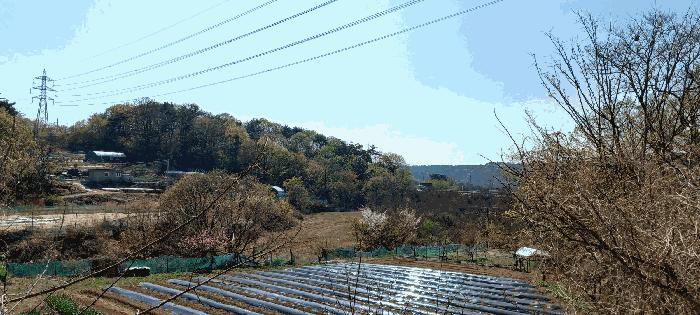 울산광역시 중구 성안동 산194-9 임야 경매 사진 4
