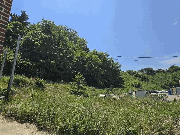 강원특별자치도 고성군 현내면 대진리 산75 임야 경매 사진 3