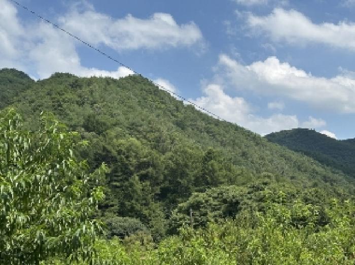 충청북도 괴산군 청천면 무릉리 산5-5 임야 경매 사진 11