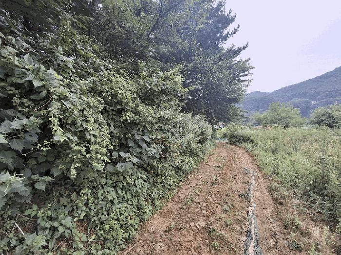 충청북도 괴산군 청천면 무릉리 산5-5 임야 경매 사진 3