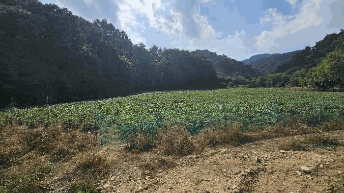 충청북도 괴산군 소수면 입암리 715 전 경매 사진 1