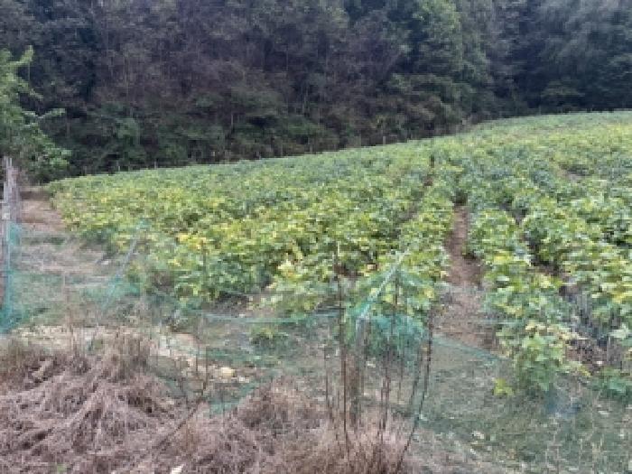 충청북도 괴산군 소수면 입암리 715 전 경매 사진 4
