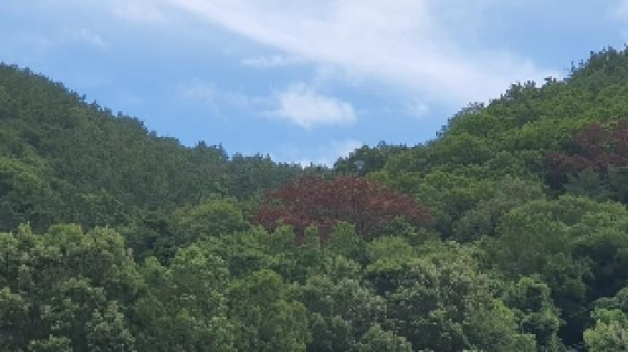 경상남도 창원시 마산합포구 구산면 수정리 산146 임야 경매 사진 4