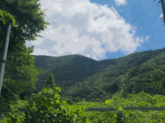 경상남도 창원시 마산합포구 진북면 대티리 산109 임야 경매 사진 2