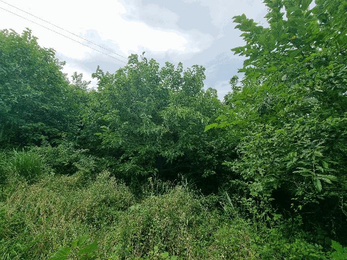 전라남도 함평군 함평읍 대덕리 666-36 전 경매 사진 3