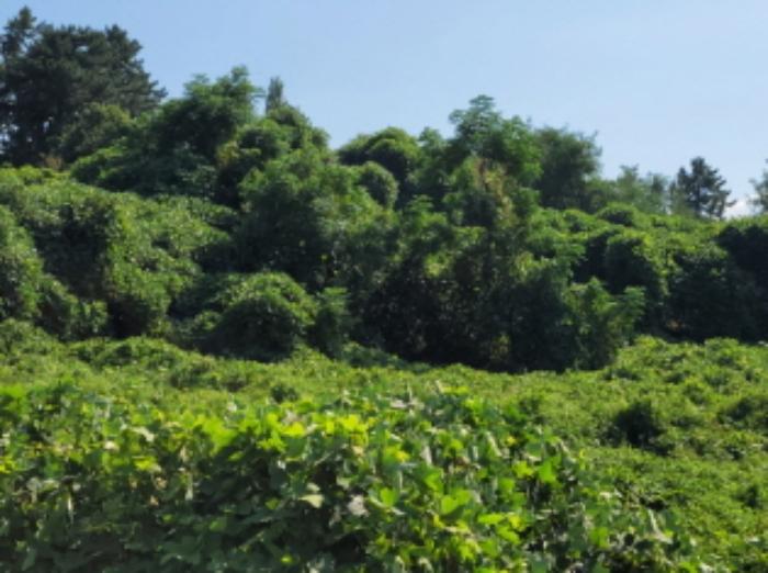 전라남도 여수시 화정면 여자리 388 전 경매 사진 45