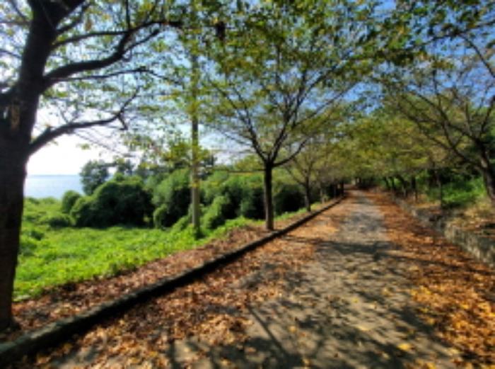 전라남도 여수시 화정면 여자리 388 전 경매 사진 46