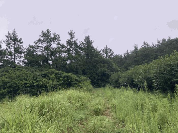 전라남도 신안군 압해읍 가룡리 산144 임야 경매 사진 1