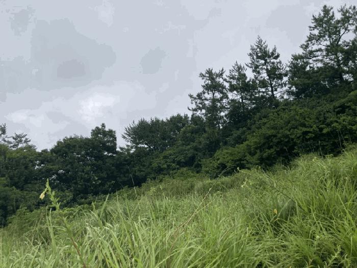 전라남도 신안군 압해읍 가룡리 산144 임야 경매 사진 2
