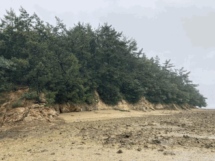 전라남도 신안군 압해읍 가룡리 산144 임야 경매 사진 4