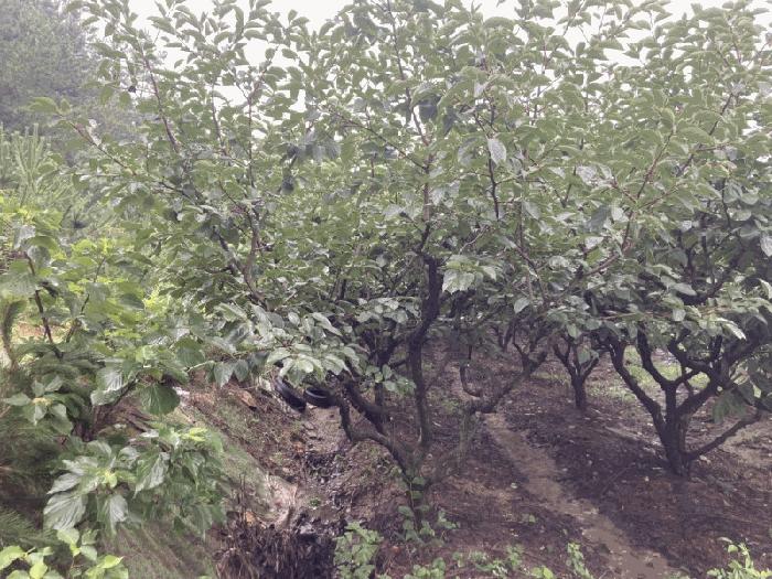 전라남도 신안군 압해읍 가룡리 산144 임야 경매 사진 5