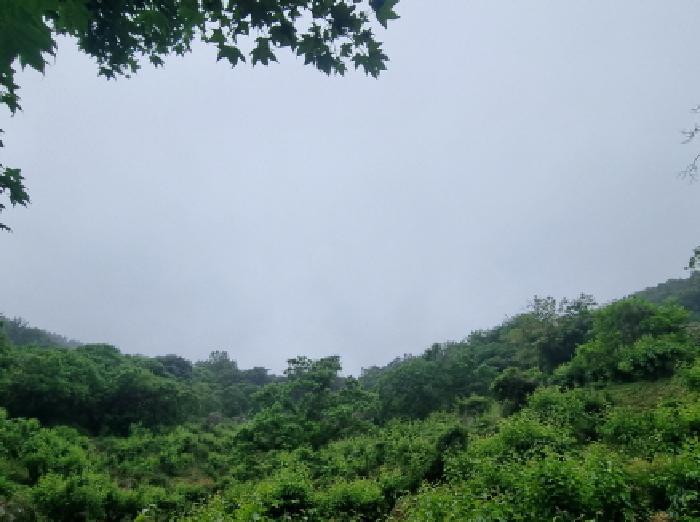전라남도 광양시 옥곡면 수평리 산130-2 임야 경매 사진 18