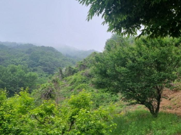 전라남도 광양시 옥곡면 수평리 산130-2 임야 경매 사진 28