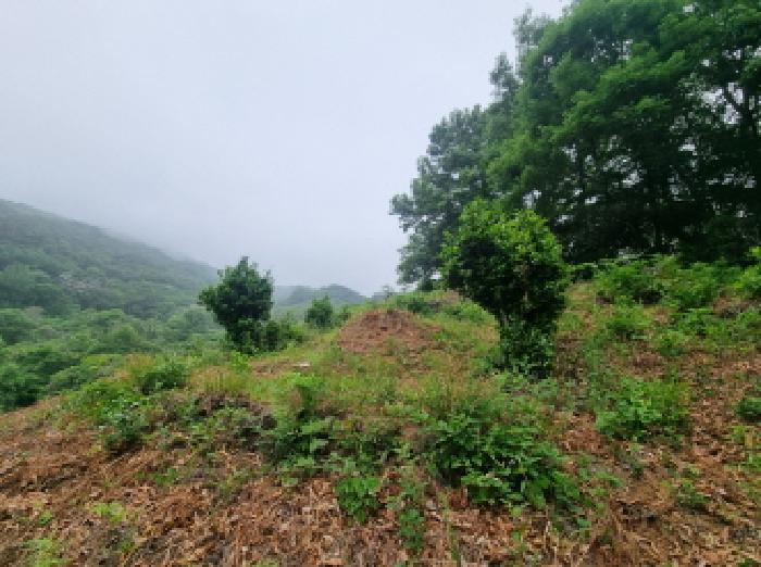 전라남도 광양시 옥곡면 수평리 산130-2 임야 경매 사진 47