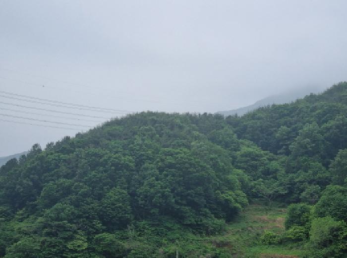 전라남도 광양시 옥곡면 수평리 산176-1 임야 경매 사진 21