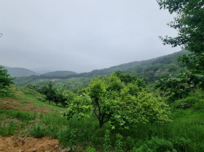 전라남도 광양시 옥곡면 수평리 산176-1 임야 경매 사진 24
