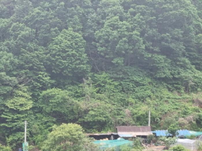 전라남도 광양시 옥곡면 수평리 산176-1 임야 경매 사진 31