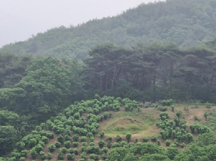 전라남도 광양시 옥곡면 수평리 산176-1 임야 경매 사진 42