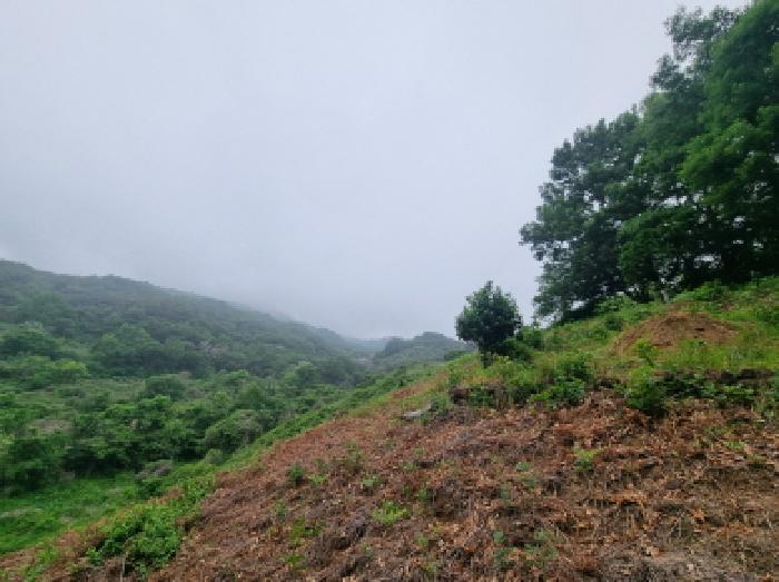 전라남도 광양시 옥곡면 수평리 산176-1 임야 경매 사진 49
